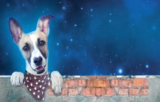 Gump - pes, který naučil lidi žít